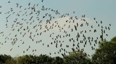 শীতের আগমনে আসছে ঝাঁকে ঝাঁকে অতিথি পাখি, কলতানে মুখরিত চারপাশ