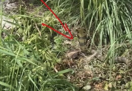 এক ‘কোবরা’তেই তটস্থ ফ্রান্স